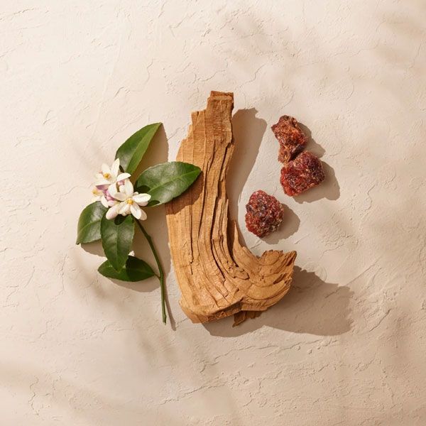 Annick Goutal Le Temps des Rêves Apa de Parfum pentru Femei 100ml Note Olfactive