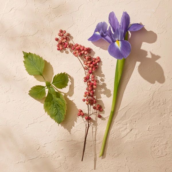 Annick Goutal Tenue de Soiree Apa de Parfum pentru Femei 50ml Note Olfactive
